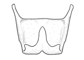   Anthidium chamelense  male, diagram showing ventral view of sixth sternum (S6), diagram from Gonzalez and Griswold 2013 
